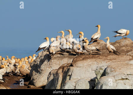 Kolonie von Zucht-Cape Basstölpel (Morus Capensis), Vogelinsel, Lamberts Bay, Südafrika Stockfoto