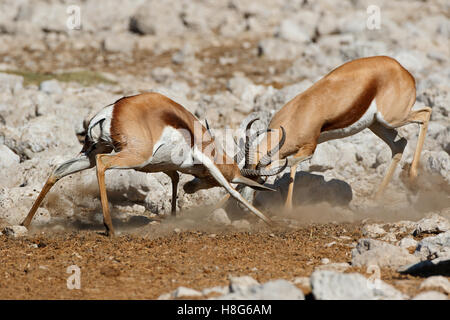 Zwei männliche Springbock Antilopen (Antidorcas Marsupialis) kämpfen, Etosha Nationalpark, Namibia Stockfoto