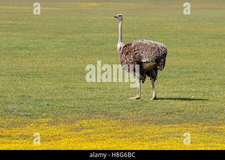 Weibliche Strauß (Struthio Camelus) in Grünland mit gelben Wildblumen, Südafrika Stockfoto