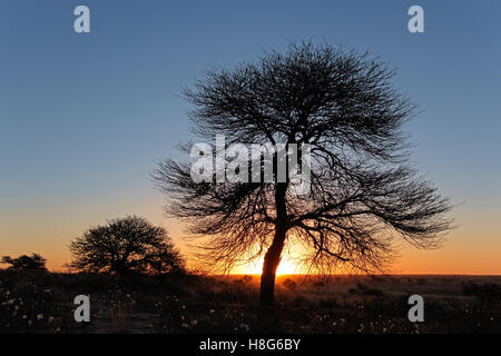 Sonnenuntergang mit Silhouette afrikanischen Dornenbaum, Kalahari-Wüste, Südafrika Stockfoto