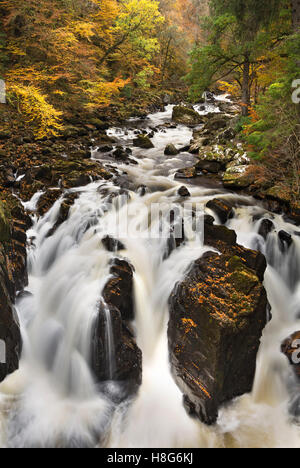 Der Black Linn-Wasserfall in der Eremitage, Perthshire, Schottland, ist eine Explosion der Farben im Herbst. Stockfoto