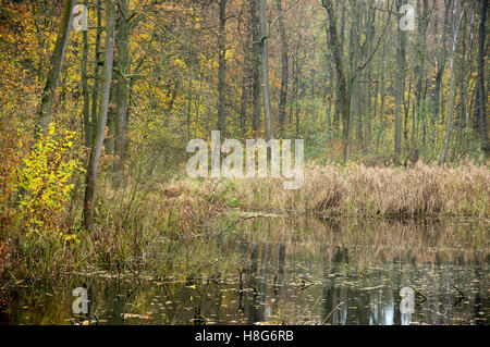 Stille Forstwirtschaft See mit Schilf bewachsen, im Herbst im Herbst niedriger Schlesien Polen Stockfoto