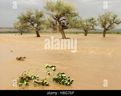 3. September 2005 überflutet Wadi, ein Fluss in der Wüste, in der Nähe von Kutum in Nord-Darfur, Sudan. Stockfoto