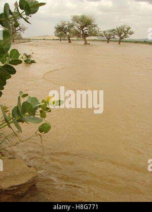 3. September 2005 überflutet Wadi, ein Fluss in der Wüste, in der Nähe von Kutum in Nord-Darfur, Sudan. Stockfoto