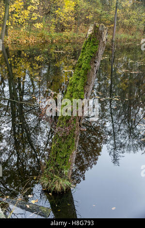 Moos bedeckt gebrochen Baumstamm im Wasser Stockfoto