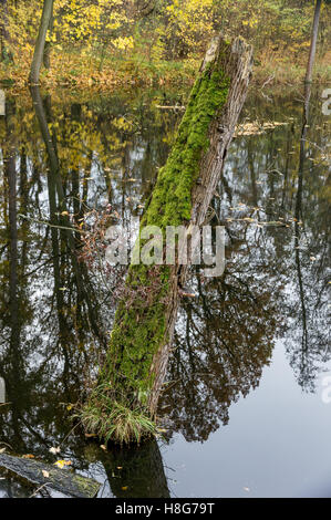 Moos bedeckt gebrochen Baumstamm im Wasser Stockfoto