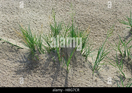 Sporobolus Virginicus, die Küste Dropsead oder Salzwasser couch, eine Pionier-Pflanze in den Sanddünen Familie Poaceae Stockfoto