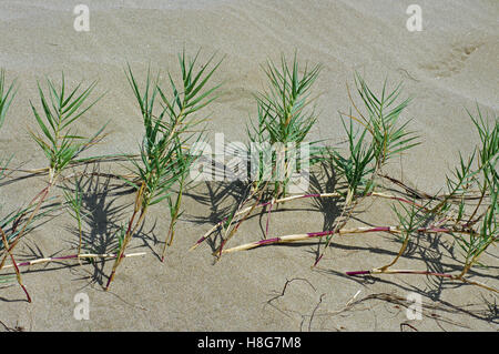 Sporobolus Virginicus, die Küste Dropsead oder Salzwasser couch, eine Pionier-Pflanze in den Sanddünen Familie Poaceae Stockfoto