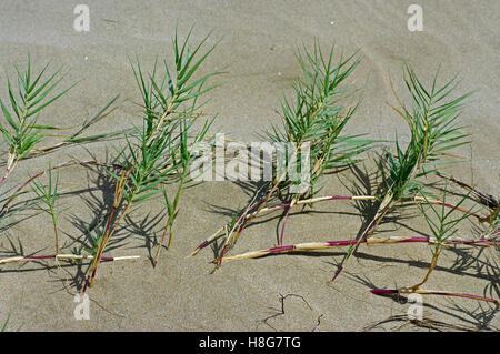 Sporobolus Virginicus, die Küste Dropsead oder Salzwasser couch, eine Pionier-Pflanze in den Sanddünen Familie Poaceae Stockfoto