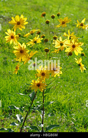 Helianthus Tuberosus, Topinambur oder Topinambour Stockfoto