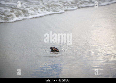Eine winzige Karettschildkröte Jungtier kriecht in Richtung einer eingehenden Welle an einem Strand entlang des Atlantischen Ozeans. Stockfoto