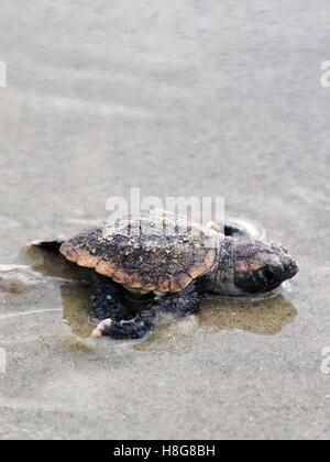 Ein einzelnes Karettschildkröte Jungtier kriecht in den Sand auf den Atlantischen Ozean in dieser Nahaufnahme-Bild. Stockfoto