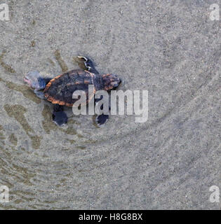 Ein einsamer Karettschildkröte Jungtier kriecht im seichten Wasser am Strand in Kiawah Island, South Carolina. Stockfoto