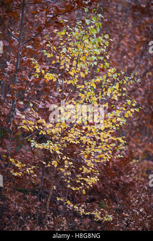 Junge Silber warzige Birke gelb im Herbst Betula Pendel Stockfoto