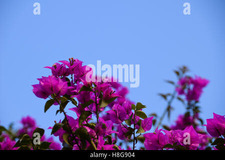 Bougainvillea gegen blauen Himmel Stockfoto
