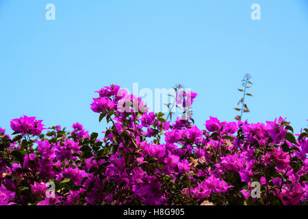 Bougainvillea gegen blauen Himmel Stockfoto