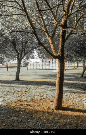 Baum In Wiese im Sonnenuntergang Stockfoto