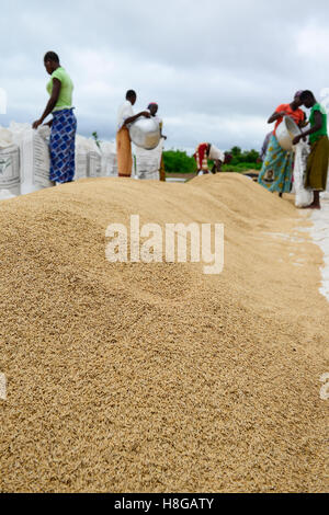 BURKINA FASO, Gaoua, Reisproduktion Hybrid-Saatgut für Nafaso seed Company, Frauen trocken, wiegen und Verpacken Reis Stockfoto