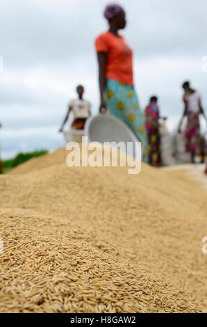 BURKINA FASO, Gaoua, Reisproduktion Hybrid-Saatgut für Nafaso seed Company, Frauen trocken, wiegen und Verpacken Reis Stockfoto