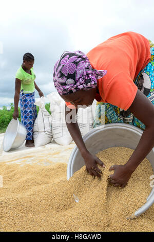 BURKINA FASO, Gaoua, Reisproduktion Hybrid-Saatgut für Nafaso seed Company, Frauen trocken, wiegen und Verpacken Reis Stockfoto