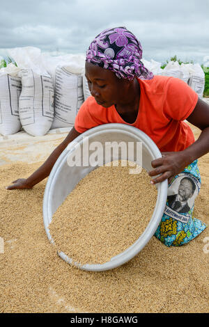 BURKINA FASO, Gaoua, Reisproduktion Hybrid-Saatgut für Nafaso seed Company, Frauen trocken, wiegen und Verpacken Reis Stockfoto