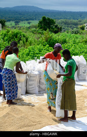 BURKINA FASO, Gaoua, Reisproduktion Hybrid-Saatgut für Nafaso seed Company, Frauen trocken, wiegen und Verpacken Reis Stockfoto