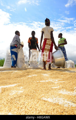 BURKINA FASO, Gaoua, Reisproduktion Hybrid-Saatgut für Nafaso seed Company, Frauen trocken, wiegen und Verpacken Reis Stockfoto