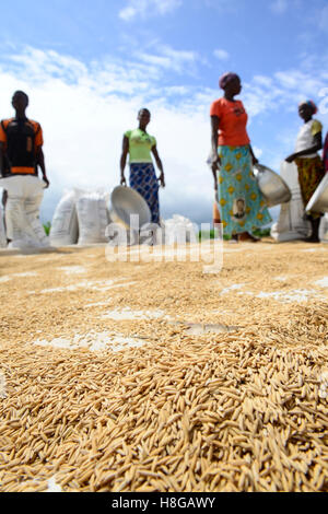 BURKINA FASO, Gaoua, Reisproduktion Hybrid-Saatgut für Nafaso seed Company, Frauen trocken, wiegen und Verpacken Reis Stockfoto