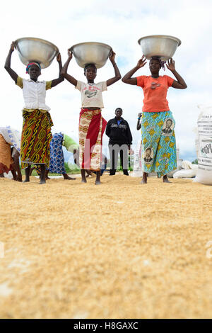 BURKINA FASO, Gaoua, Reisproduktion Hybrid-Saatgut für Nafaso seed Company, Frauen trocken, wiegen und Verpacken Reis Stockfoto