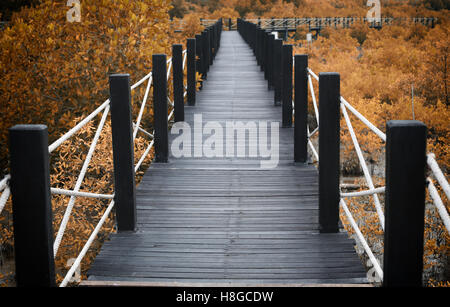 Holzbrücke der Gehwege im Mangrovenwald mit Herbst Blätter, Konzept von Natur und Umwelt. Stockfoto