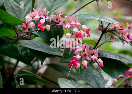 Rote Blumen - blutenden Herzen Stockfoto