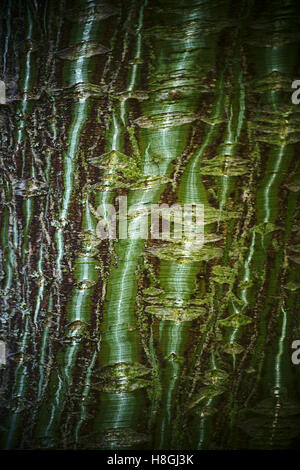 Rinde Striped maple Stockfoto