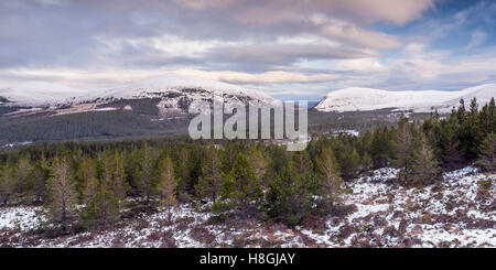 Glen mehr und Glenmore Forest Park in den Cairngorms, Schottland. Stockfoto