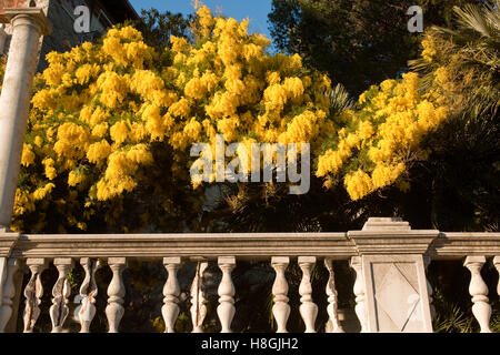 Frankreich, Cote d ' Azur Bei Saint-Raphaël, Alte Villa Mit Blühenden Mimosen (Akazien) Stockfoto