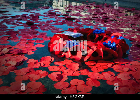 Trafalgar Square, London, UK, 11. November 2016. Rote Mohnblumen und Kränze schweben auf dem Wasser der Brunnen am Trafalgar Square am Tag des Waffenstillstands. Tag des Waffenstillstands, Gedenktag oder Poppy Day wird jedes Jahr am 11. November gefeiert.  Eine zwei Minuten Stille wird um 11:00 jeden 11 November beobachtet, um diejenigen zu gedenken, die während des ersten Weltkrieges und neuere Konflikte ums Leben gekommen. Bildnachweis: Eden Breitz/Alamy Live-Nachrichten Stockfoto