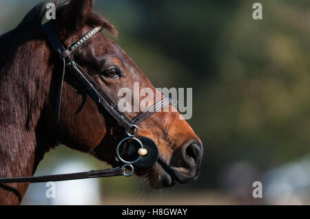 Raeford, North Carolina, USA. 11. November 2016. 12. November 2016 - Raeford, North Carolina, USA - ausgewählte Pferdesport Archivbilder 2016 Krieg Horse Event Serie Meisterschaften ab 12. November im Carolina Horse Park in Raeford, N.C.-gegründet im Jahr 2013 als die Kabine Zweig Veranstaltungsreihe, Krieg-Horse-Event-Reihe besteht aus fünf Pferd Studien und kombinierte Tests und zieht Reiter und ihre Pferde aus ganzen Osten der USA. © Timothy L. Hale/ZUMA Draht/Alamy Live-Nachrichten Stockfoto