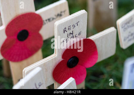 London, UK. 13. November 2016. Kreuze und Mohn in Westminster Abbey Field of Remembrance Gedenkgarten auf Erinnerung Sonntag Kredit: Guy Corbishley/Alamy Live News Stockfoto