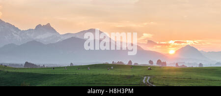 Schöne Landschaft Panorama mit Kühe weiden auf Berge Hintergrund Stockfoto