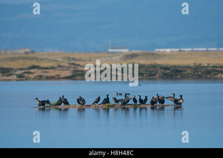 Eine Herde von Kormoranen Schlafplatz auf einer Insel, Rye Harbour Nature Reserve, East Sussex, UK Stockfoto