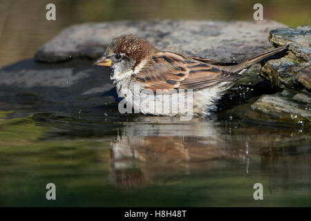 Ein Haussperling (Passer Domesticus) Baden und Trinken von einem Gartenteich Stockfoto