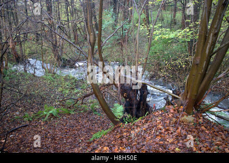 Garscarden brennen Volkspark Drumchapel Bäume Weg Stockfoto