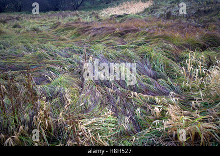 Schottische Wilde Wiese Blume Hintergrund Gräser und Unkraut Stockfoto