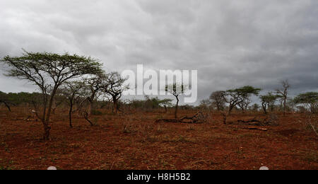 Safari in Südafrika, Savannah: rote Erde und Sand in der afrikanischen Landschaft in Hluhluwe Imfolozi Game Reserve, das älteste Naturschutzgebiet in Afrika Stockfoto