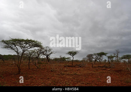 Safari in Südafrika, Savannah: rote Erde und Sand in der afrikanischen Landschaft in Hluhluwe Imfolozi Game Reserve, das älteste Naturschutzgebiet in Afrika Stockfoto