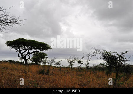 Safari in Südafrika, Savannah: rote Erde und Sand in der afrikanischen Landschaft in Hluhluwe Imfolozi Game Reserve, das älteste Naturschutzgebiet in Afrika Stockfoto