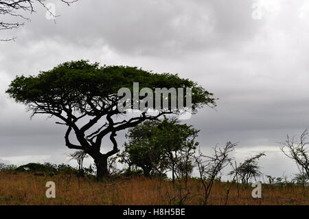 Safari in Südafrika, Savannah: rote Erde und Sand in der afrikanischen Landschaft in Hluhluwe Imfolozi Game Reserve, das älteste Naturschutzgebiet in Afrika Stockfoto