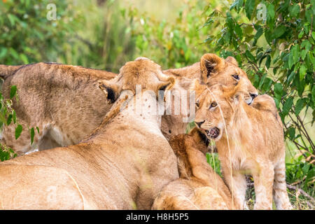 Löwin und ein Löwenjunges kuscheln zusammen auf der Savanne in Masai