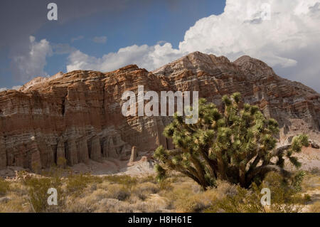 VEREINIGTE STAATEN VON AMERIKA-KALIFORNIEN;  RED ROCK VALLEY NR. DEATH VALLEY; JOSHUA TREE Stockfoto