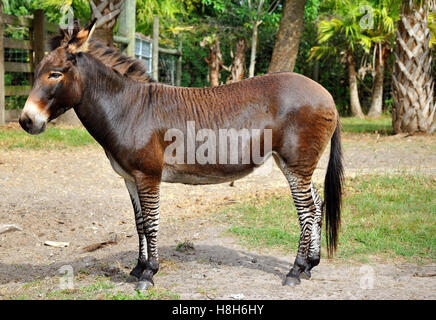 Zebroid Kreuzung ein Zebra und ein Esel Stockfoto