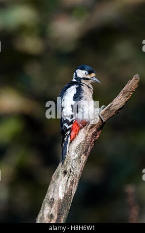 Der Buntspecht thront auf einem Ast. Stockfoto
